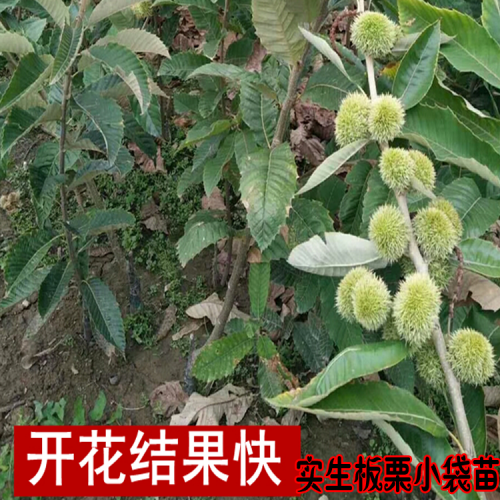 板栗苗树 板栗红薯苗 云南板栗苗销售市场