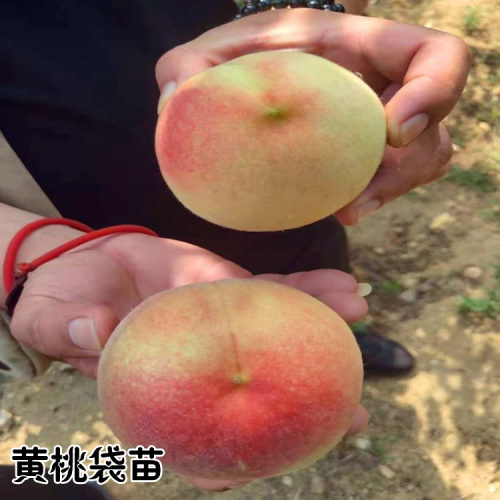 黄桃新品种苗 搜 黄桃果树苗 搜 黄桃怎么育苗 搜 黄桃树苗怎么种