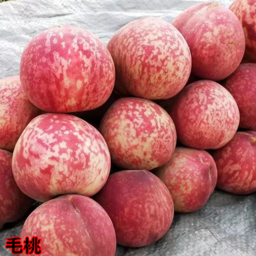昆明毛桃苗怎么培育  毛桃苗批发基地