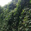 山药