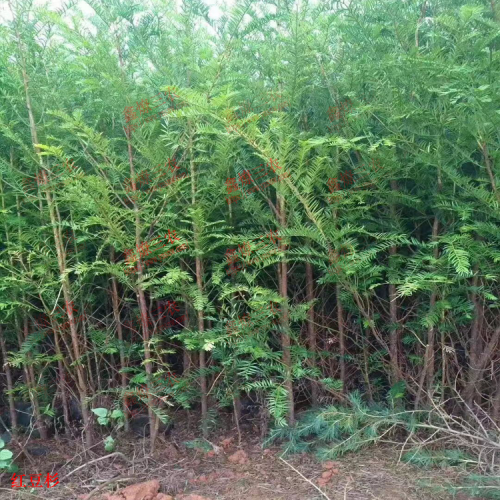 文山西畴红豆杉药用部位| 收购红豆杉苗 红豆杉苗怎么培育