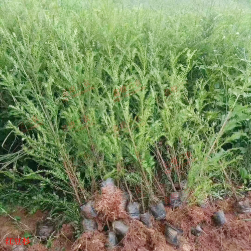 大理南涧红豆杉品种哪种好| 江苏红豆杉苗 红豆杉苗怎么培育