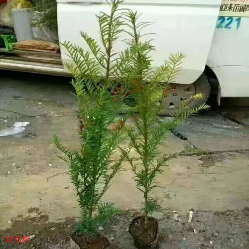迪庆德钦红豆杉药用价值与用法| 红豆杉苗怎么培育 红豆杉苗图片