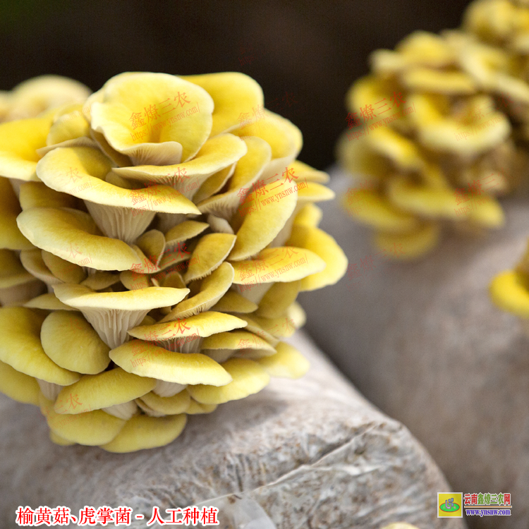 防城港干货黑虎掌菌多少钱 榆黄菇种植技术培训 榆黄菇种植
