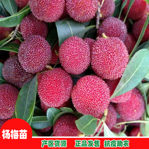 文山西畴杨梅苗多少钱一棵| 杨梅苗在哪买 杨梅苗木
