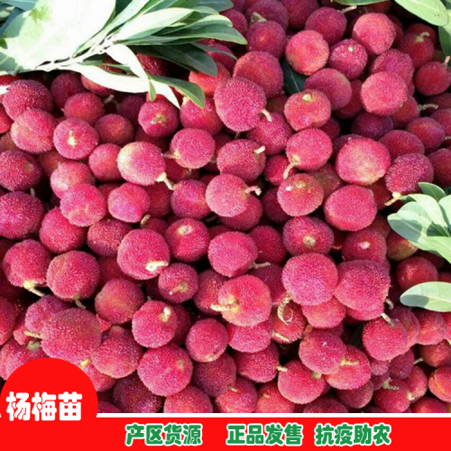 昆明石林东魁杨梅苗| 杨梅苗的价格 杨梅苗基地