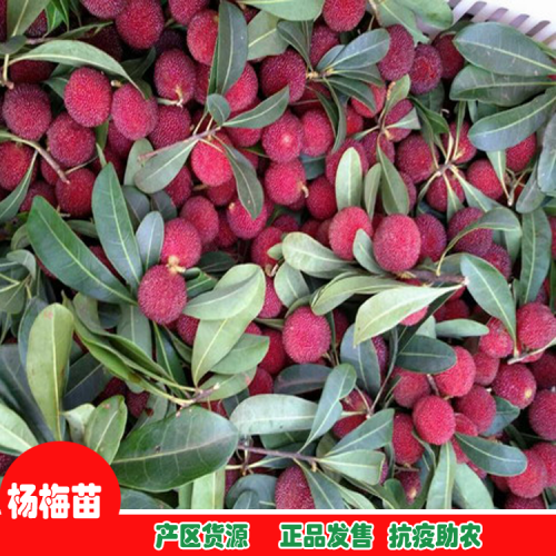 楚雄楚雄东魁杨梅苗| 杨梅苗的价格 杨梅苗批发