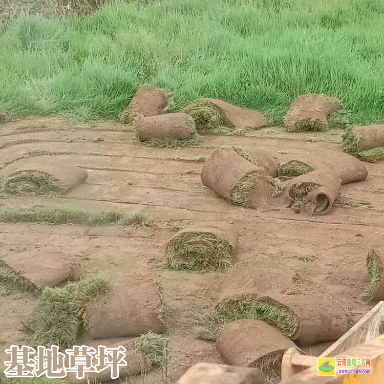 保山施甸草坪机价格及图片大全| 草皮草坪价格 足球场地人造草坪价格