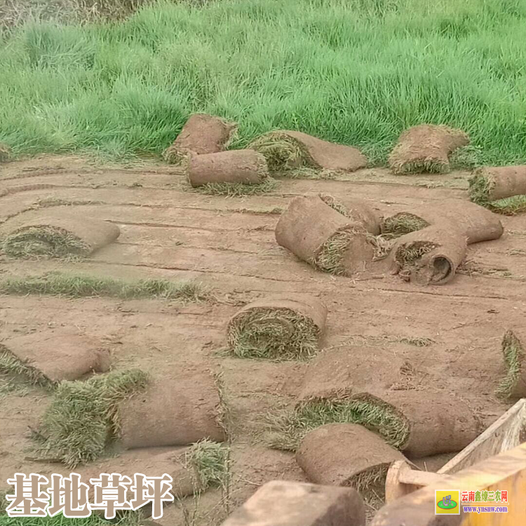 楚雄大姚草坪草皮价格| 种植草坪价格 剪股颖草坪价格