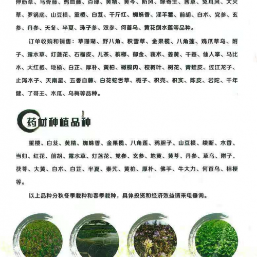 临沧镇康续断苗图片 续断长什么样？ 续断价格