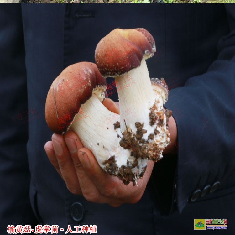 凉山虎掌菌种植成本及利润 榆黄菇种植技术培训 榆黄菇种植效益