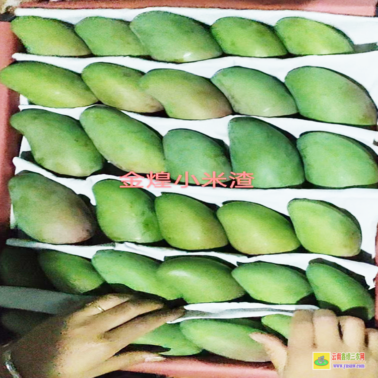河南田阳芒果批发| 东莞芒果批发 西瓜批发