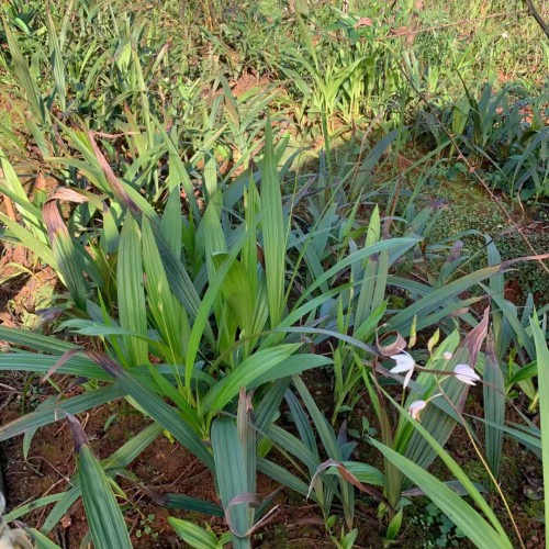 黔南白芨苗基地批发价| 德宏白芨苗怎么样 山东白芨苗怎么样