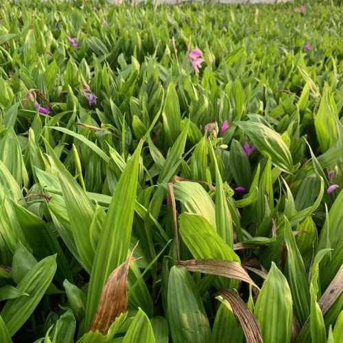 德宏兰州白芨苗供应| 白芨苗怎么栽 白芨苗哪里有卖