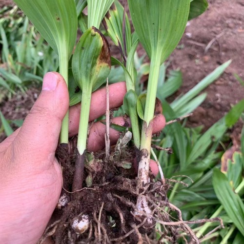 铜仁白芨苗基地批发价| 白芨怎么培苗 白芨苗哪里有卖