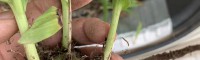 遵义白芨苗批发市场| 白芨苗怎么养 文山白芨苗怎么样