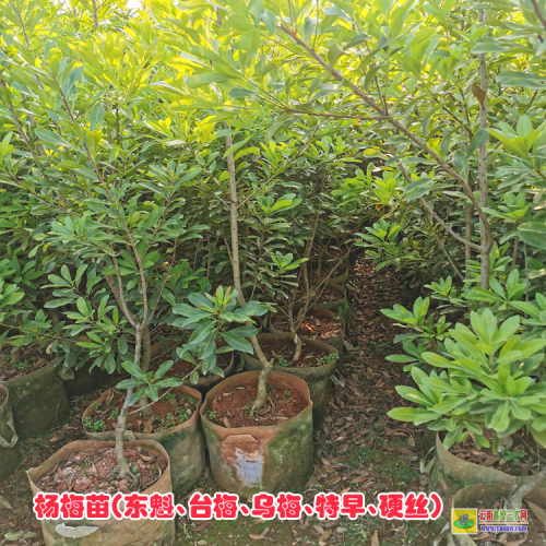 保山龙陵杨梅苗基地| 杨梅苗的价格 杨梅苗基地