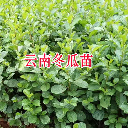 湖南水冬瓜苗子一亩三年生多钱| 水冬瓜苗出售 水冬瓜苗子的