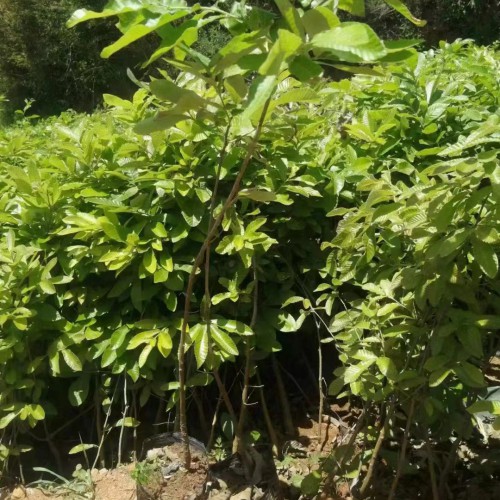 湖南麻栎苗木| 麻栎苗木产地 麻栎苗图片