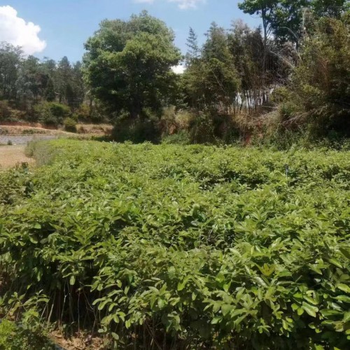 四川麻栎苗木| 麻栎苗木价格 麻栎苗木产地