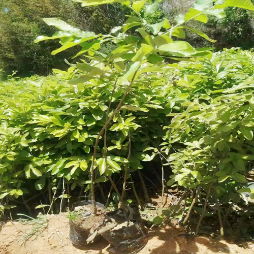 湖北麻栎苗安徽| 麻栎苗木产地 麻栎苗图片