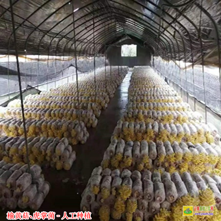 韶关虎掌菌种植成本及利润 虎奶菌栽培技术 榆黄菇种植温度