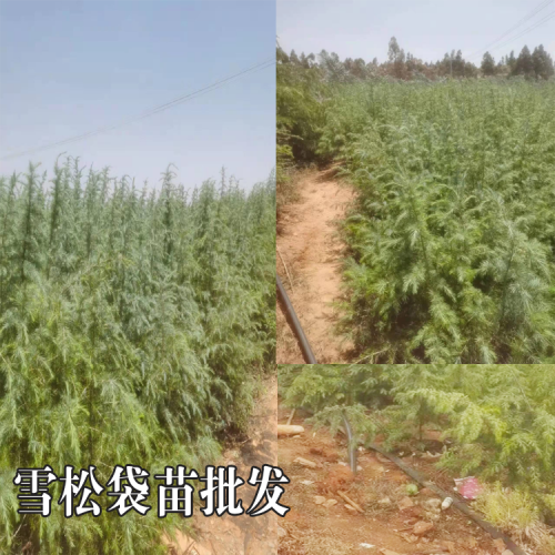 昆明雪松树苗价格多少钱一棵 雪松苗木价格 80公分雪松