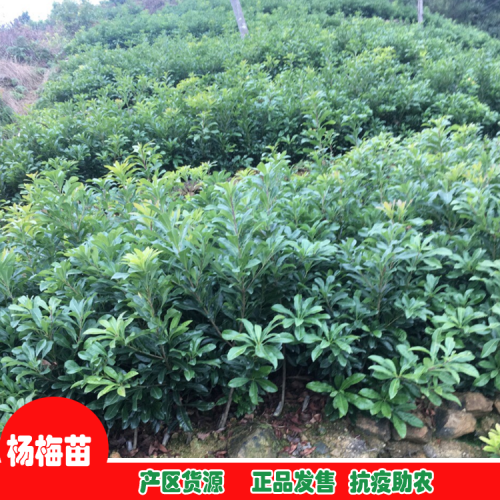 昆明五华杨梅苗图片| 杨梅苗图片| 杨梅苗什么时候种佳