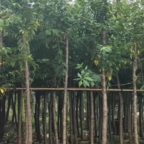 樱花树苗 云南樱花树苗木 3至10分冬樱树苗