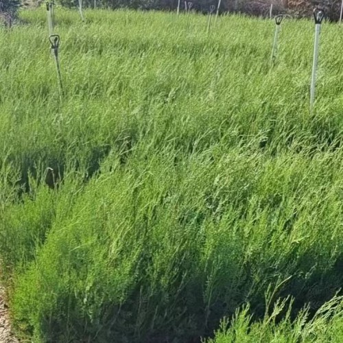 侧柏苗 云南侧柏苗-昆明侧柏苗培育基地