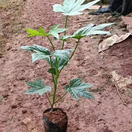 云南八角金盘多少钱一棵 八角金盘图片
