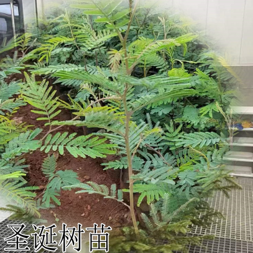 圣诞苗歌 圣诞苗杯苗那里有 圣诞果树苗