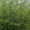 绿化种植苗
