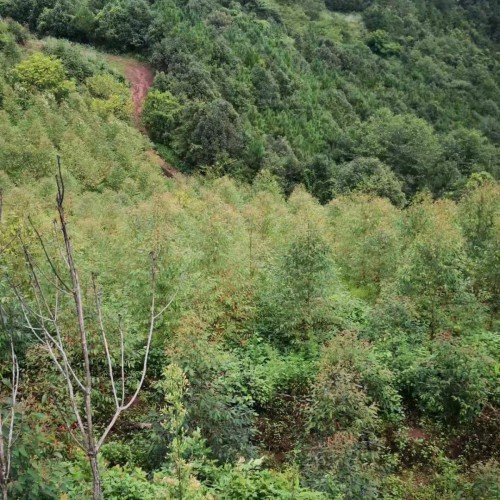 产权清晰 水电路都通 普洱墨江土地流转信息