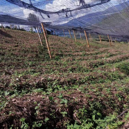 墨江5万多株桉树基地转让或转租