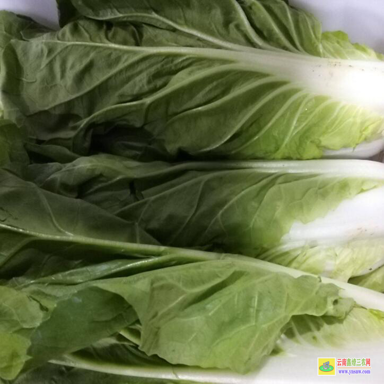 普洱菜苗种植技术 |油菜芽苗菜 |小铁头蔬菜