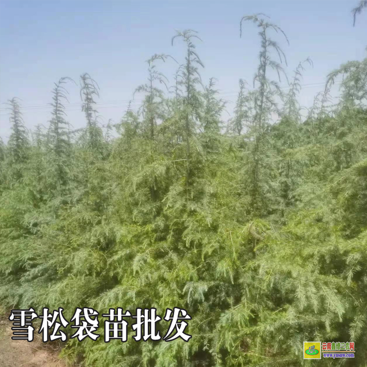 昭通雪松叶的图片|云南雪松苗价格|雪松是什么植物