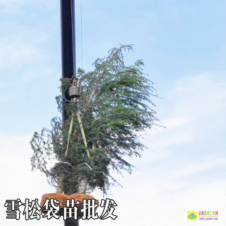 德宏雪松价格表|雪松价格表2022价格|云南雪松树苗