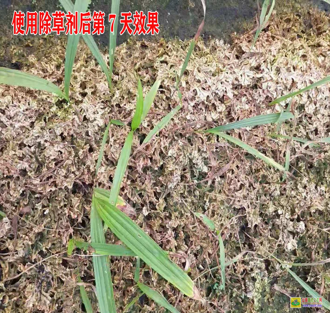 玉溪麦冬除草剂厂家 昭通除草剂 昭通苍术除草剂