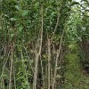 苹果苗红露 苹果苗新品种红露