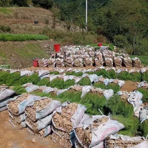西秀三门峡湿地松苗多少钱一棵 | 湿地松苗哪里有卖