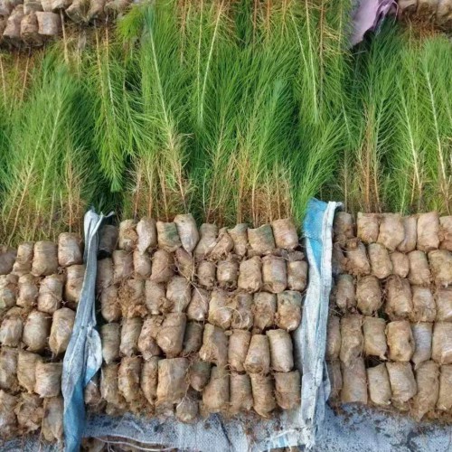 峨边三门峡湿地松苗多少钱一棵 | 湿地松苗什么地方有