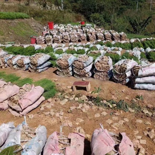 江口乐平湿地松苗 湿地保护法| 湿地松苗什么地方有
