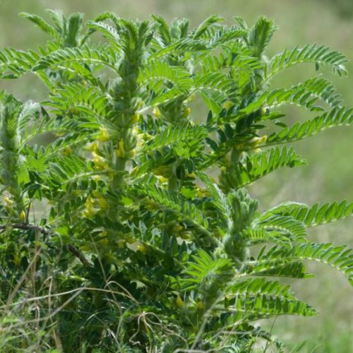 白芨种植条件和方法？白芨种子多少钱一斤？2020年鲜白芨价格