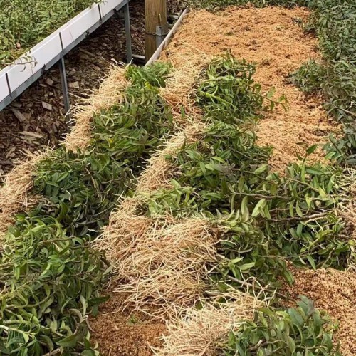 2019年香菜价格_行情走势图,多少钱一斤