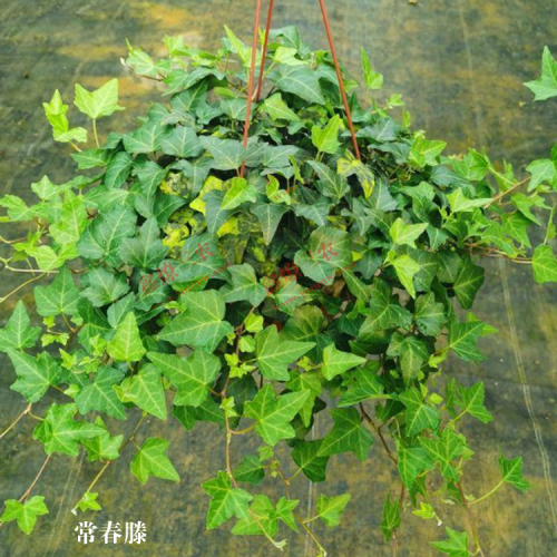 结香花（又称爱情树）多少钱一棵？