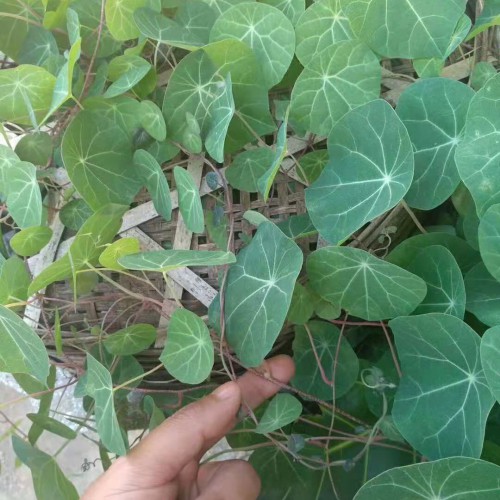 云南新平纯手工古法红糖_玉溪
