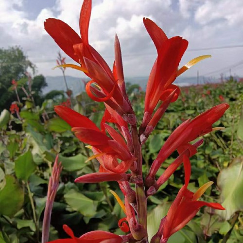 贺州芭蕉芋收购商 四川芭蕉芋回收价格 余江芭蕉芋淀粉价格