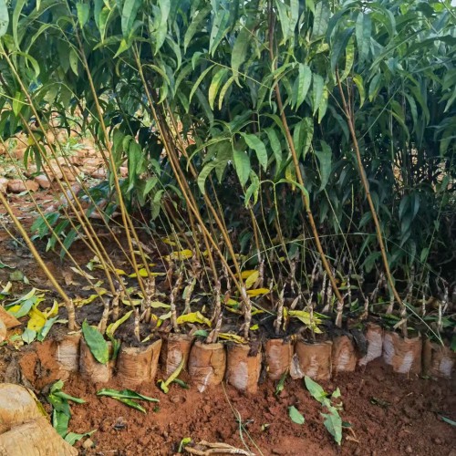 高热量食物的红梨价钱大概多少钱一斤？它的原产地在哪儿？种类有什么？种植前景怎样？