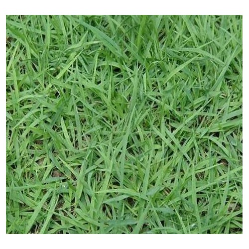 什么是白蜡树&价格多少种植赚钱吗
